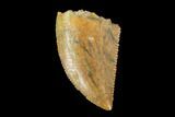 Serrated, Raptor Tooth - Real Dinosaur Tooth #90048-1